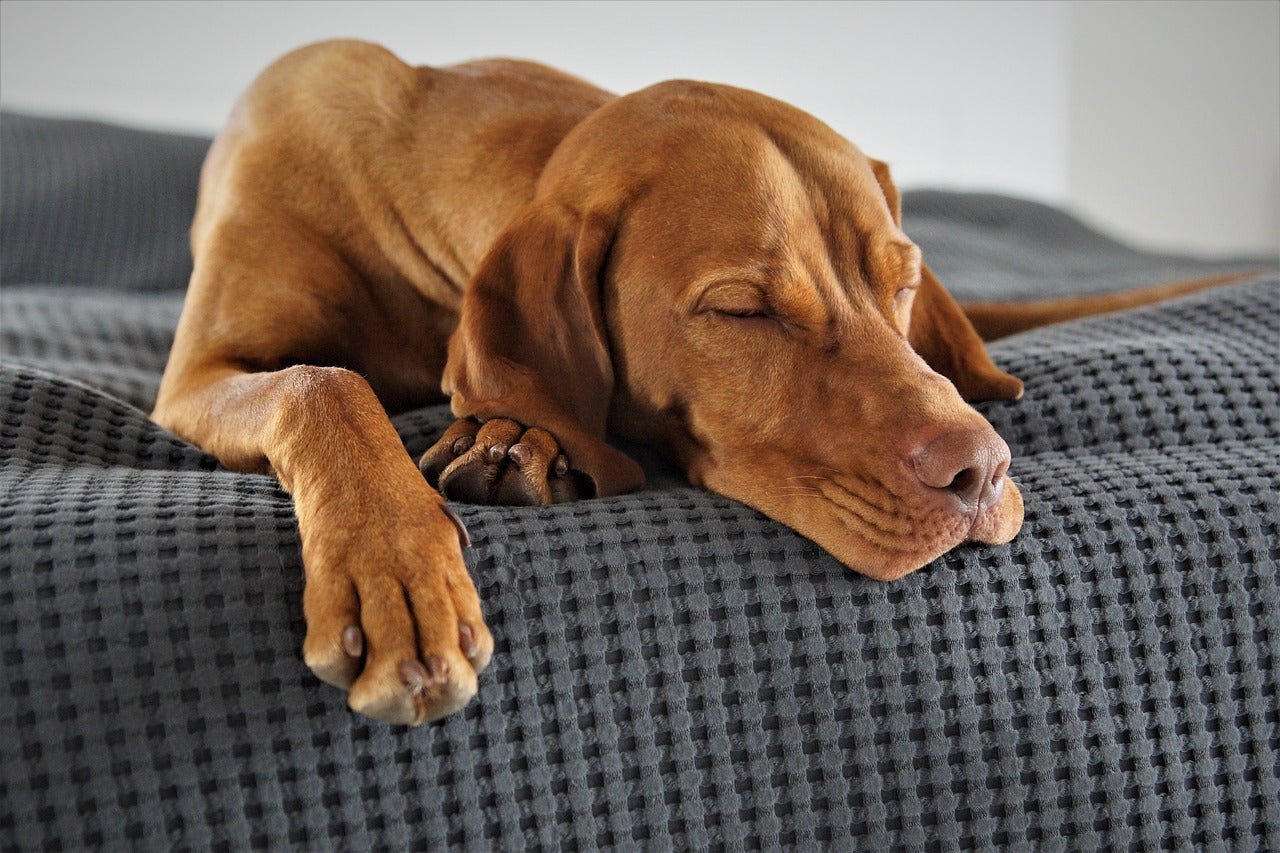 What do dogs dream about? It might be you!