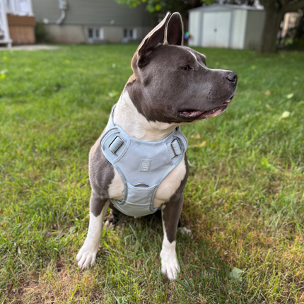 Heavy-Duty Everyday Harness - Baby Blue