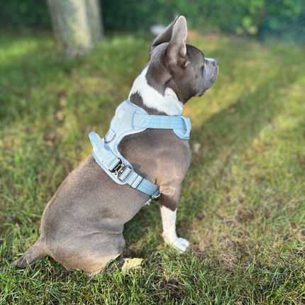 Heavy-Duty Everyday Harness - Baby Blue