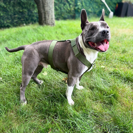 Y Strap Adventure Harness - Cactus Green