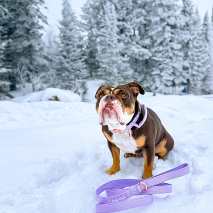 Bully Wags Tactical Dog Collar with Handle – Lilac 1.5”