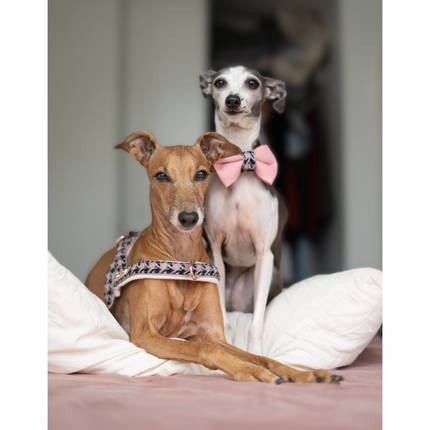 Puccissimé Pet Couture One-Click Dog Harness - Elite