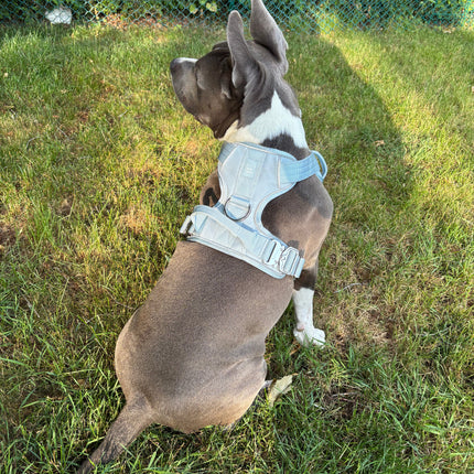 Heavy-Duty Everyday Harness - Baby Blue