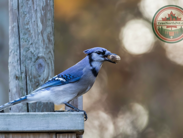 Blue Jay Hero Slide - Matched Logo