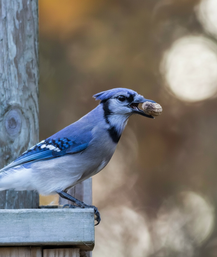 Blue Jay Hero Slide - Matched Logo