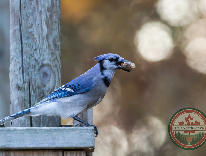 Blue Jay with TrueNorthPet.ca logo