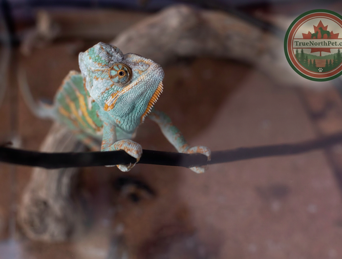 Chameleon Hero Slide - Matched Logo