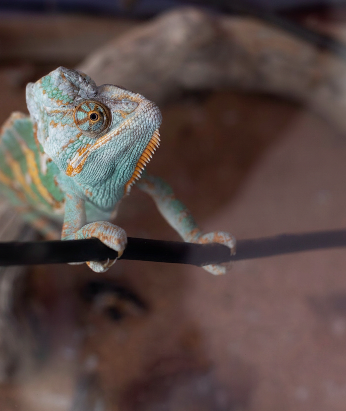 Chameleon Hero Slide - Matched Logo