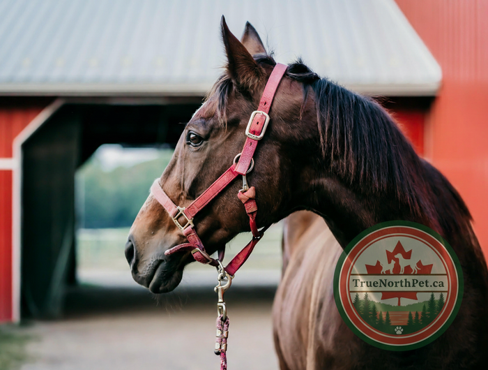 Horse with TrueNorthPet.ca logo overlay