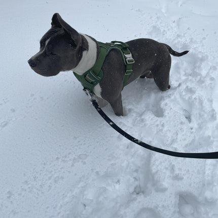 Heavy-Duty Everyday Harness - Cactus Green