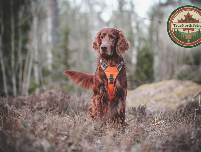 Irish Setter Hero Slide with TrueNorthPet.ca Logo