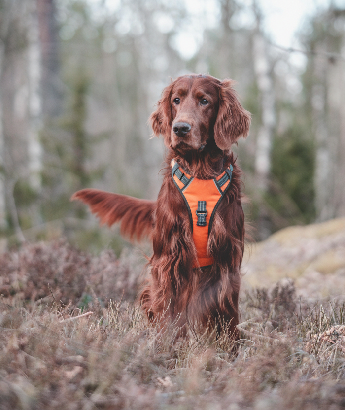 Irish Setter Hero Slide with TrueNorthPet.ca Logo