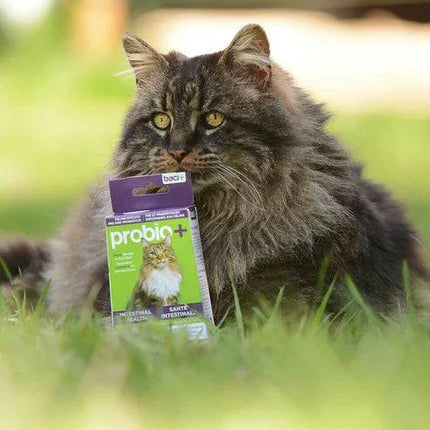 Montoutous Probio+ Natural Cat Probiotics & Prebiotics Powder